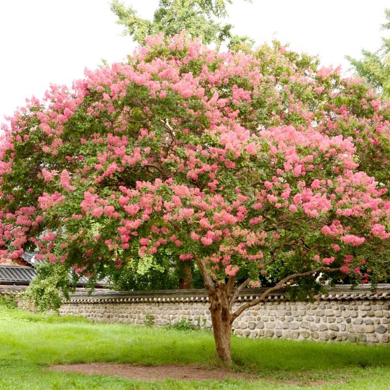 Crape Myrtle